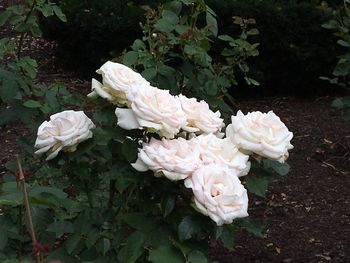 Close-up of white flowers blooming outdoors