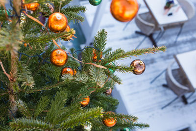 Close-up of christmas tree on plant