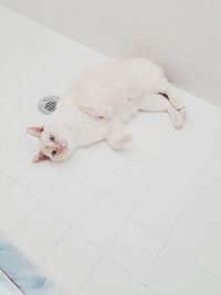 High angle view of cat lying down on tiled floor