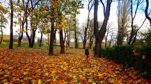 Trees on field during autumn