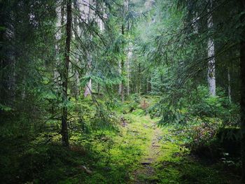 Trees growing in forest