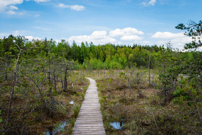 A wooden walkway runs through a swamp and forest