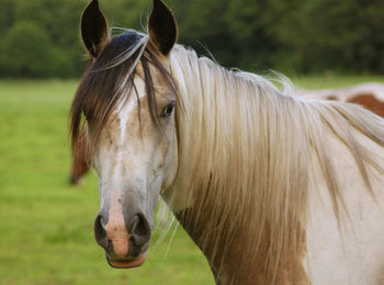 Close-up of horse