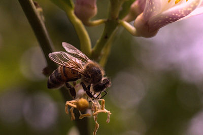 Close-up of insect on red flowering plant