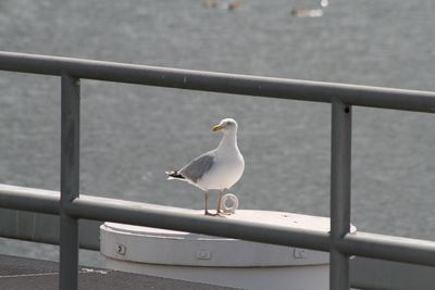 Seagull perching on railing