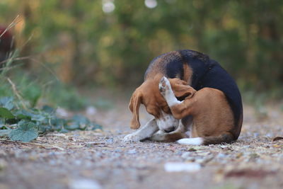 Puppy relaxing on a land