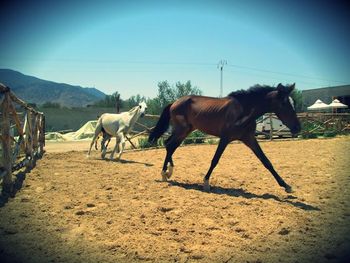 Horse on landscape