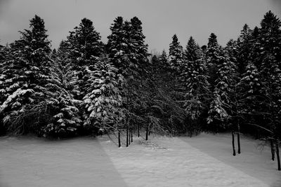 Plants growing on a tree