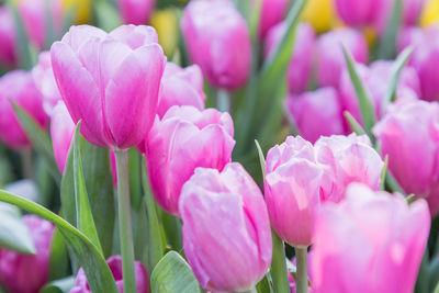 Close-up of pink flowering plants