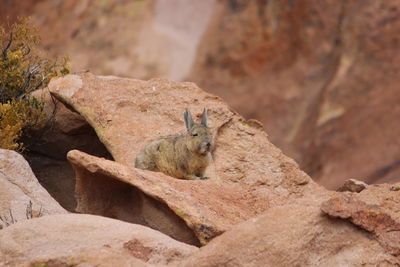 Squirrel sitting on rock