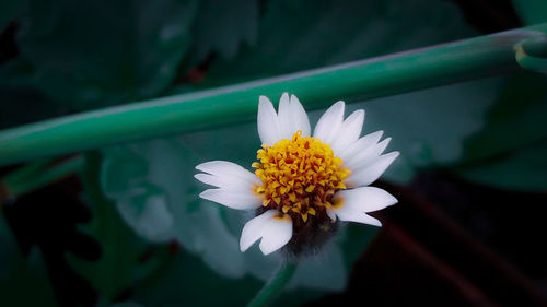Close-up of white daisy flower