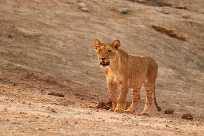 Lion cub in savuti, botswana