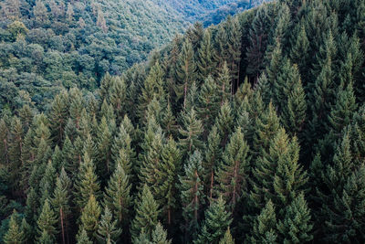 Full frame shot of pine trees in forest