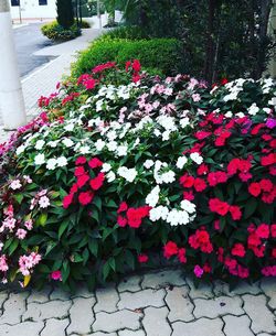 High angle view of red flowers blooming outdoors