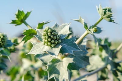 Close-up of white flowering plant against sky