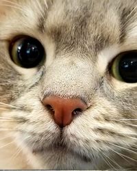 Close-up portrait of cat