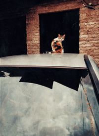 Cat sitting on a window