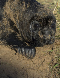 Close-up portrait of lizard on sand at beach