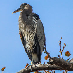 Low angle view of eagle perching on branch against sky