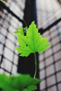 Close-up of green leaves on plant