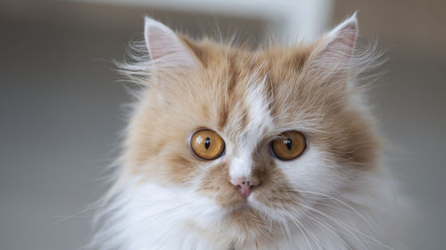 Close-up portrait of a cat