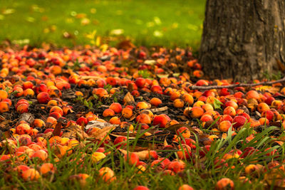 Close-up of orange growing on tree