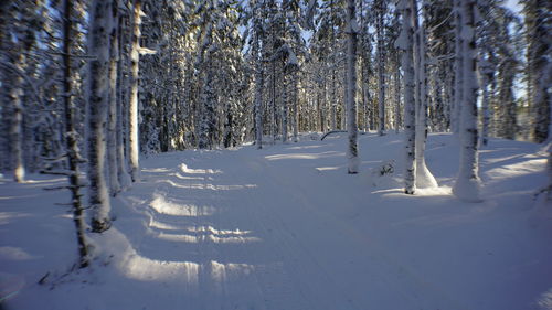 Snow covered land and trees in forest