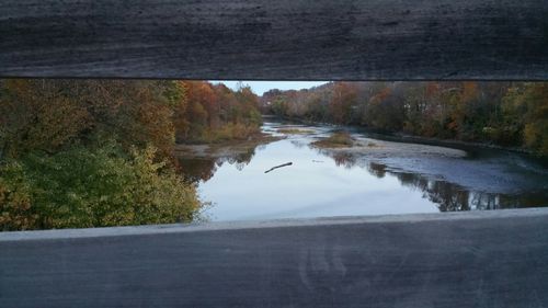 Reflection of trees in water