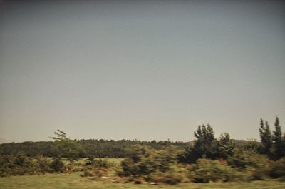 Trees on field against clear sky