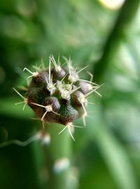 Close-up of flower against blurred background