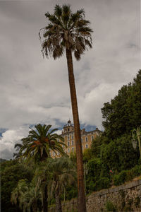 Low angle view of palm trees against sky