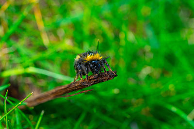 Large yellow honey and black striped bee  close up low-level macro view resting on green twig plant 