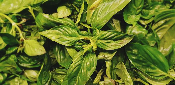 High angle view of fresh green plant of basil