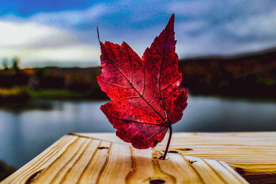 Close-up of red maple leaf on tree by lake against sky