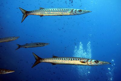 Fish swimming in sea