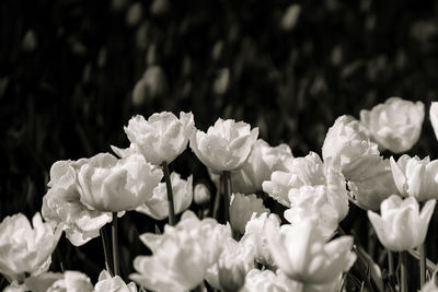 Close-up of white flowering plants on field