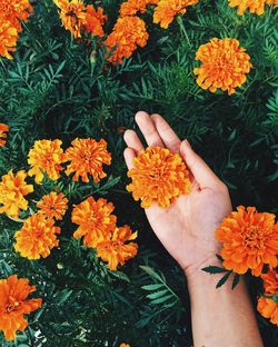 Cropped hand holding marigold