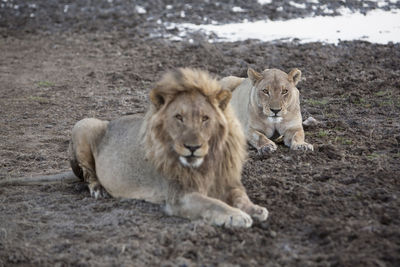 Portrait of lion relaxing outdoors