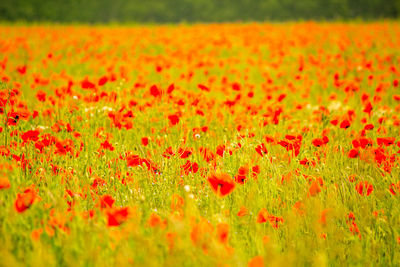 Scenic view of red poppy on field