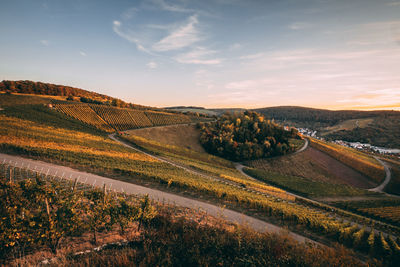 Scenic view of agricultural field against sky during sunset