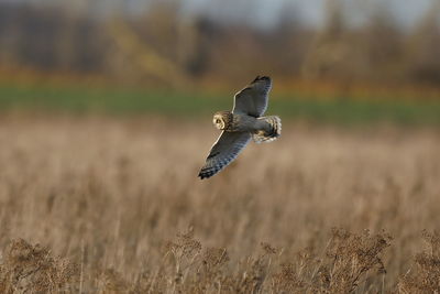 Bird flying over land