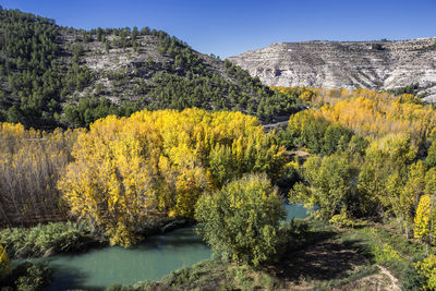 Yellow flowers growing on land