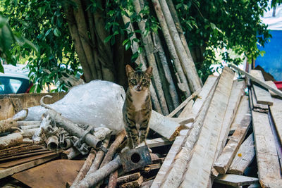 Portrait of a cat sitting on a tree