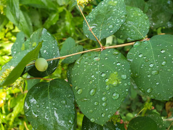 Close-up of wet plant leaves during rainy season