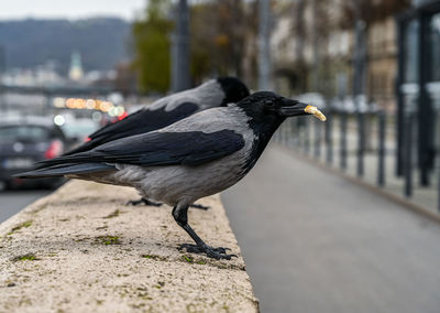 Close-up of a bird