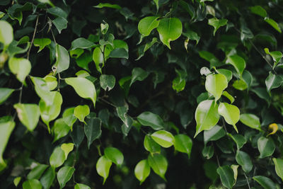 Full frame shot of leaves