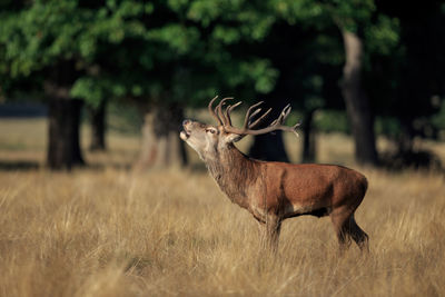 Side view of deer standing on field