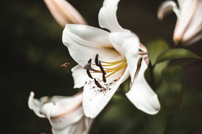Close-up of insect on white flower