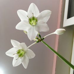 Close-up of white flowering plant