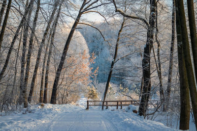 Trees on snow covered landscape